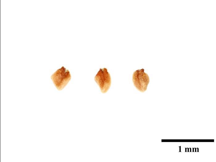 Rorippe marais (Rorippa palustris)_21