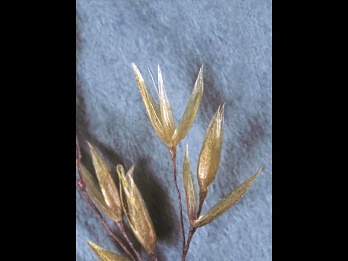 Agrostide blanche(Agrostis gigantea)_8