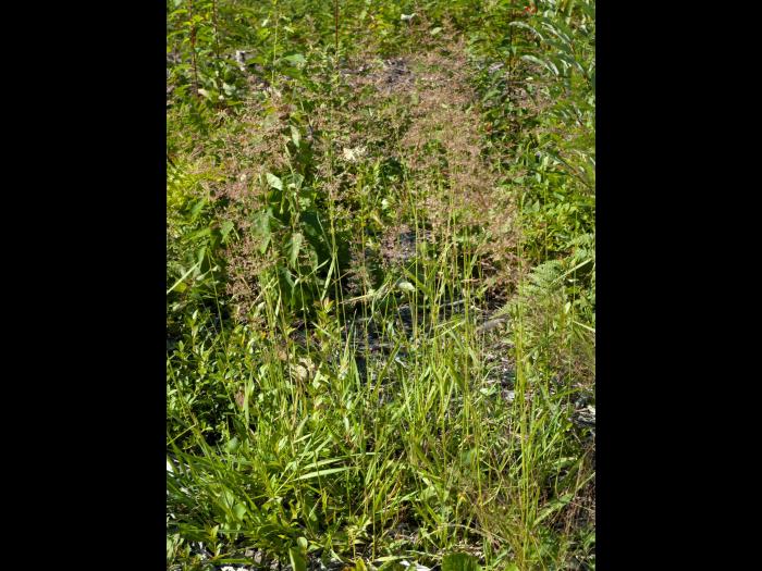 Agrostide blanche(Agrostis gigantea)_10