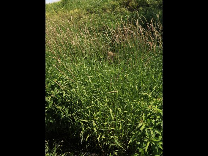 Alpiste roseau(Phalaris arundinacea)_11