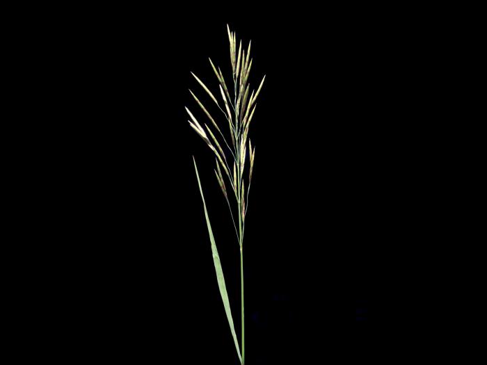 Brome inerme(Bromus inermis)_10
