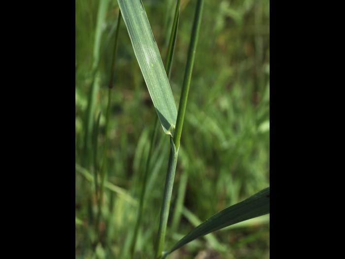Brome inerme(Bromus inermis)_14