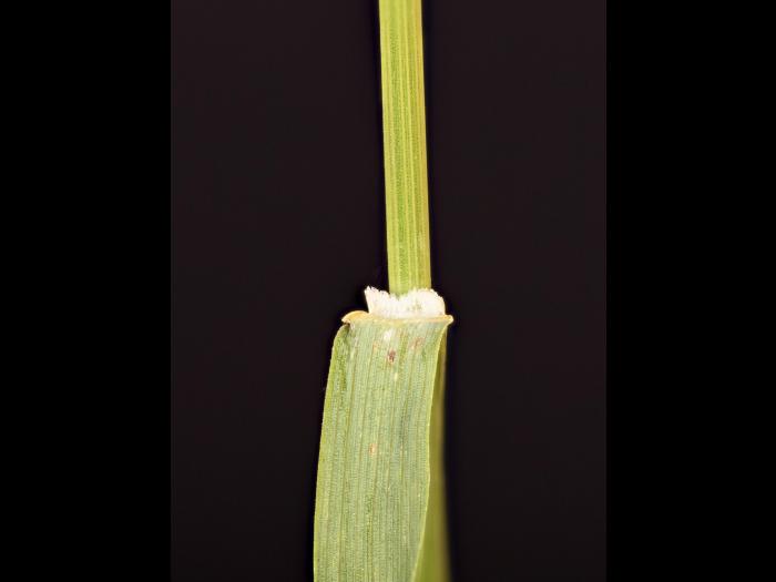 Brome inerme(Bromus inermis)_16