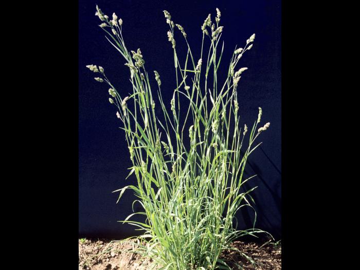 Dactyle pelotonné(Dactylis glomerata)_6