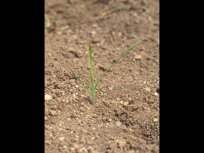 Dactyle pelotonné(Dactylis glomerata)_10