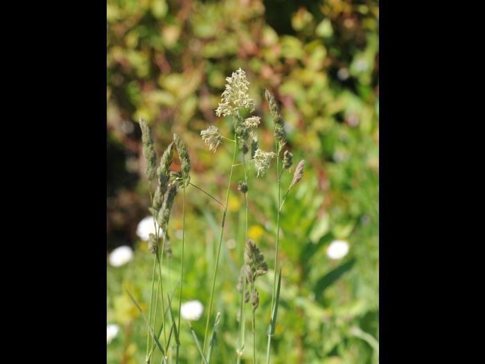 Dactyle pelotonné(Dactylis glomerata)_15