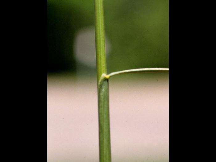 Fétuque rouge (Festuca rubra)_5