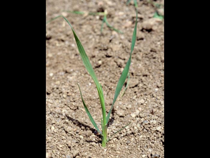 Fléole des prés (Phleum pratense)_1