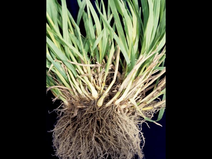 Fléole des prés (Phleum pratense)_5