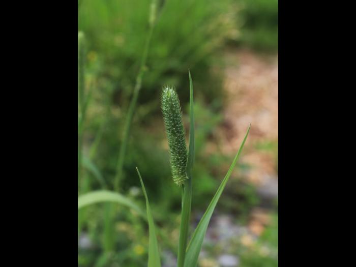 Fléole des prés (Phleum pratense)_12