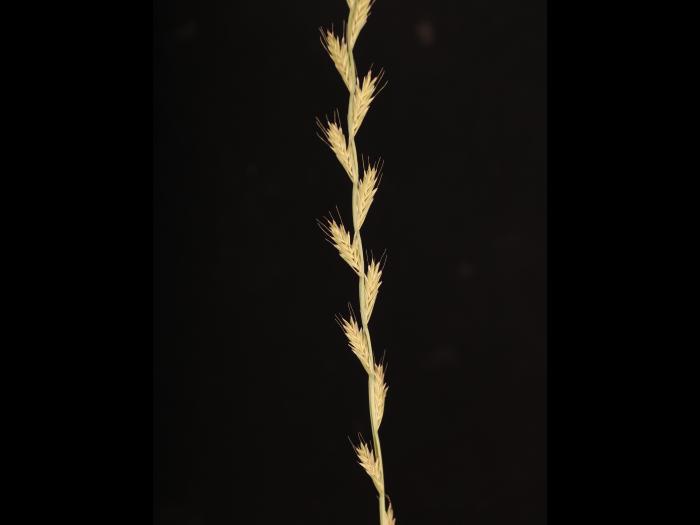 Ivraie multiflore (Lolium multiflorum)_11