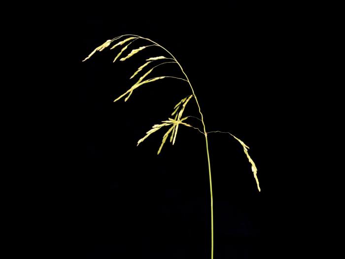 Léersie faux-riz (Leersia oryzoides)_4