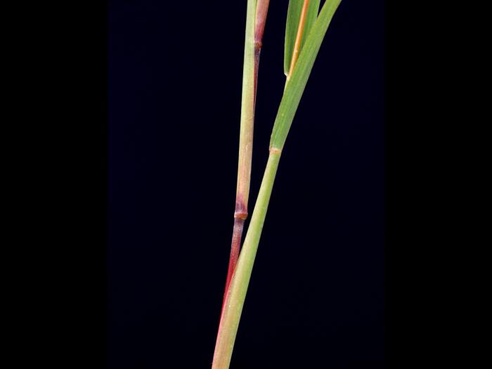 Muhlenbergie feuillée (Muhlenbergia frondosa)_4