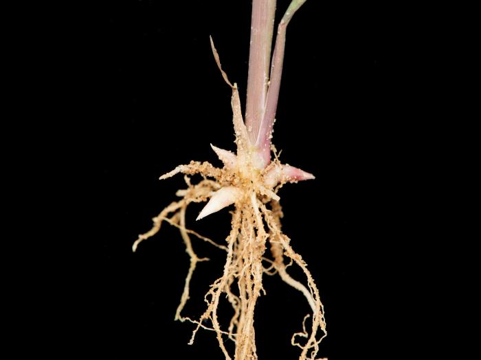 Muhlenbergie feuillée (Muhlenbergia frondosa)_6