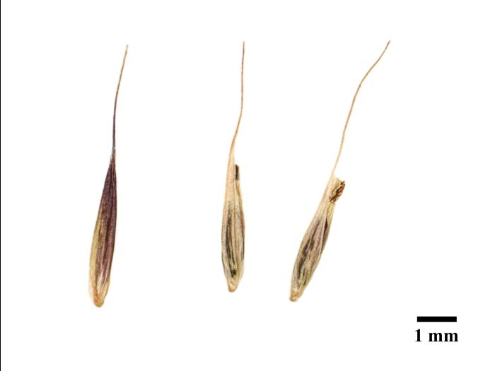 Muhlenbergie feuillée (Muhlenbergia frondosa)_15