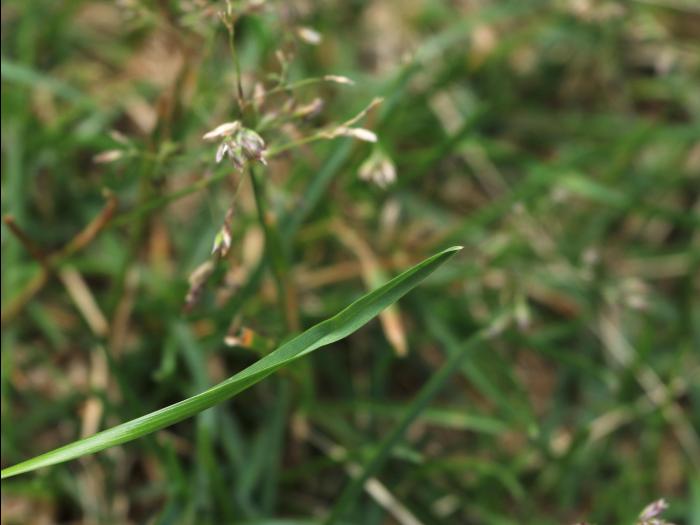 Pâturin annuel (Poa annua)_13