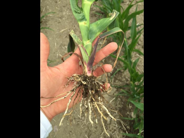 Maïs grain et fourrager - imazéthapyr (2)_1