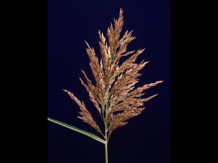 Roseau commun (Phragmites australis)_2