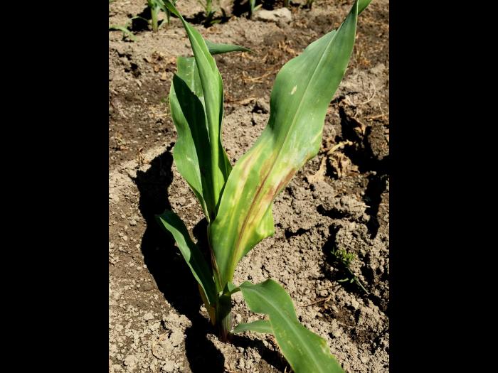 Maïs grain et fourrager - imazéthapyr (2)_2