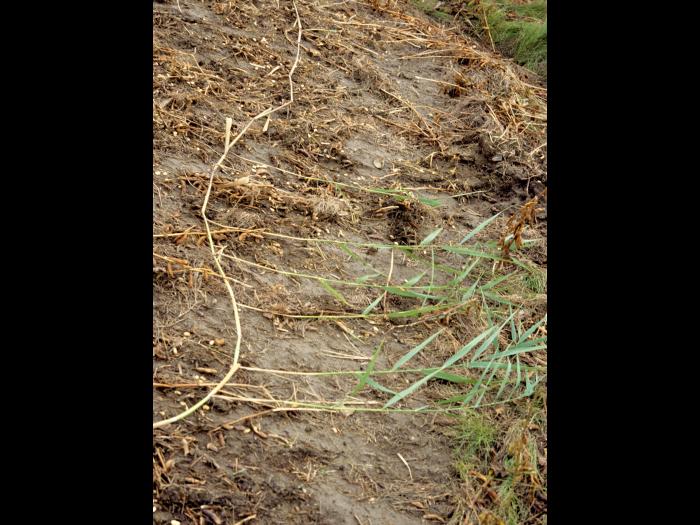 Roseau commun (Phragmites australis)_6