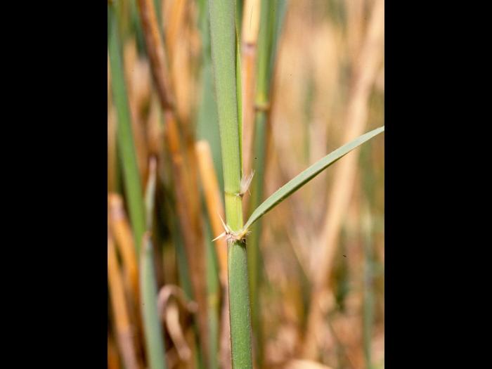 Roseau commun (Phragmites australis)_7