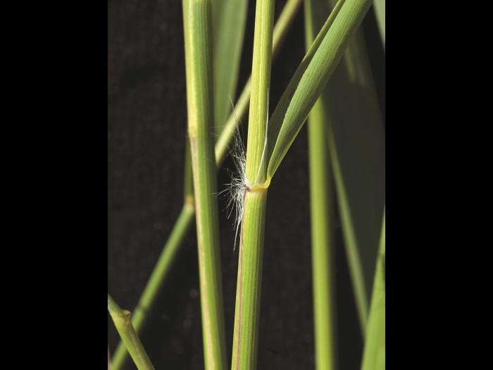 Roseau commun (Phragmites australis)_13