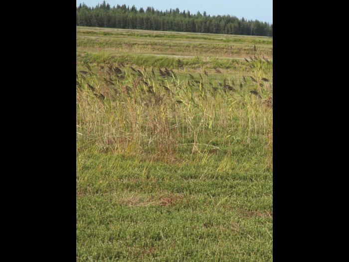 Roseau commun (Phragmites australis)_17