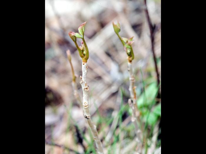 Herbe à puce (Toxicodendron radicans)_3