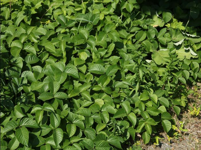 Herbe à puce (Toxicodendron radicans)_12