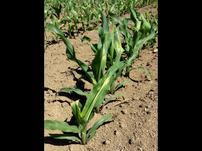 Maïs grain et fourrager - imazéthapyr (2)_6