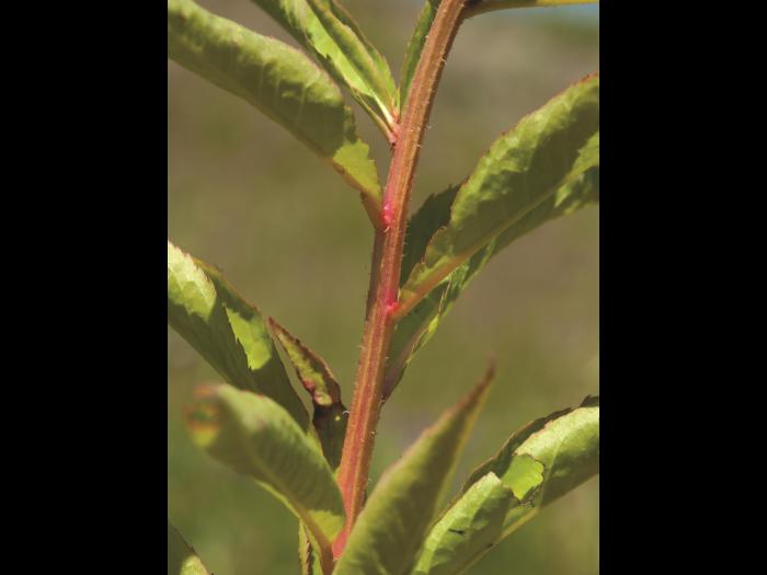 Penthorum faux-orpin (Penthorum sedoides)_4