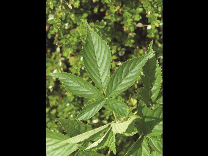 Ronce Alléghanys (Rubus allegheniensis)_1