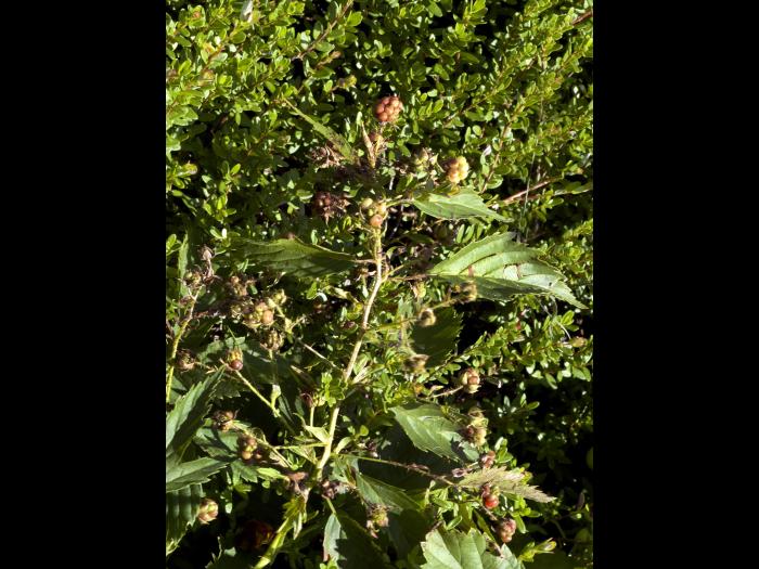 Ronce Alléghanys (Rubus allegheniensis)_2