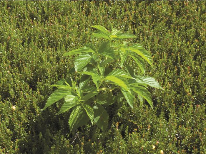 Ronce Alléghanys (Rubus allegheniensis)_4