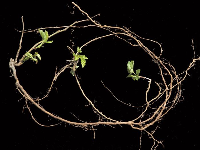 Ronce hispide (Rubus hispidus)_6