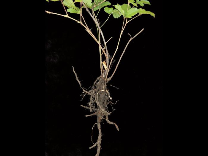 Ronce hispide (Rubus hispidus)_9