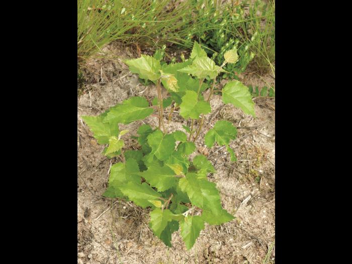 Bouleau blanc(Betula papyrifera)_8