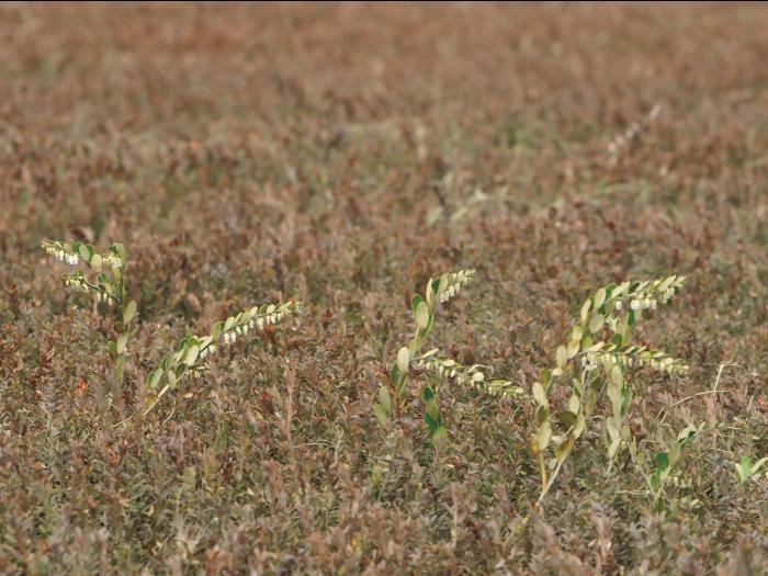 Cassandre caliculé(Chamaedaphne calyculata)_7