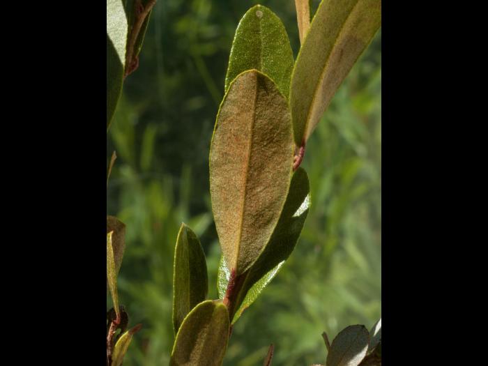 Cassandre caliculé(Chamaedaphne calyculata)_12