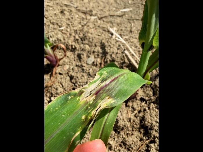 Maïs grain et fourrager - imazéthapyr (2)_9