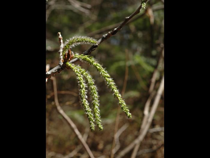 Peuplier faux-tremble (Populus tremuloides)_11