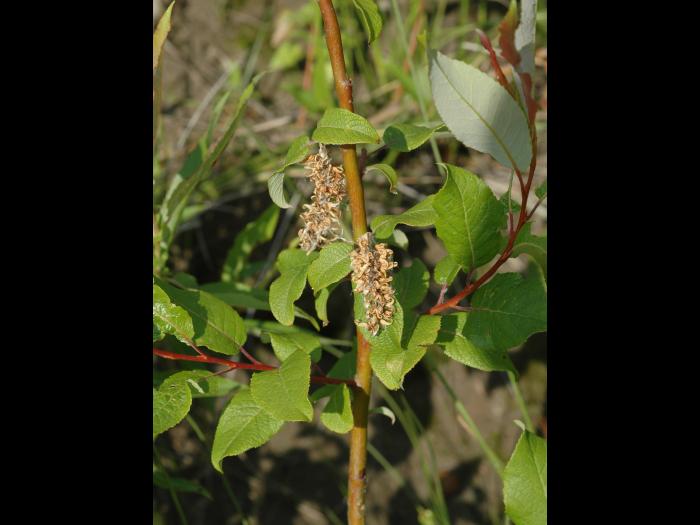 Saule feuilles poirier (Salix pyrifolia)_5