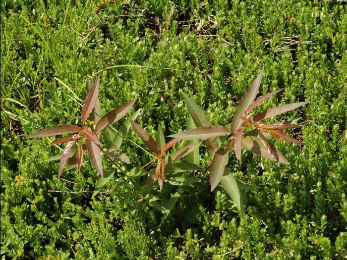 Saule discolore (Salix discolor)_1