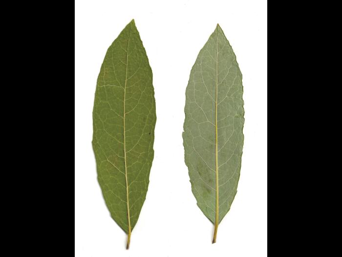 Saule discolore (Salix discolor)_5