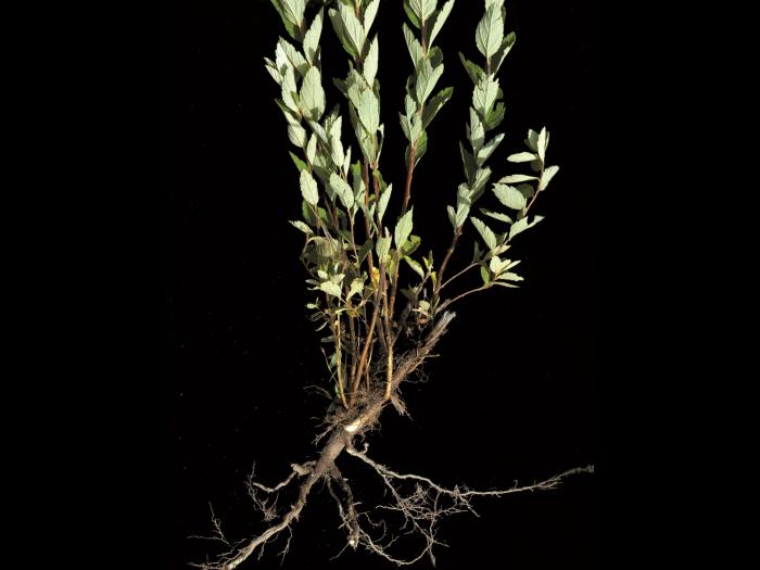 Spirée tomenteuse(Spiraea tomentosa)_3