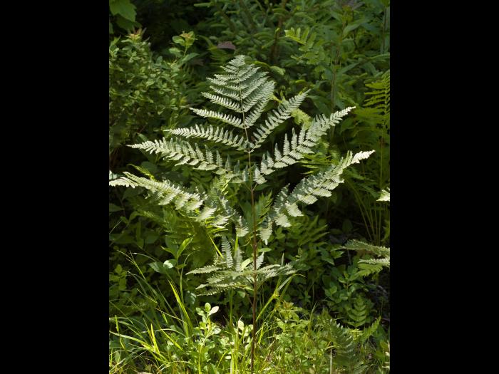Fougère-aigle (Pteridium aquilinum)_5