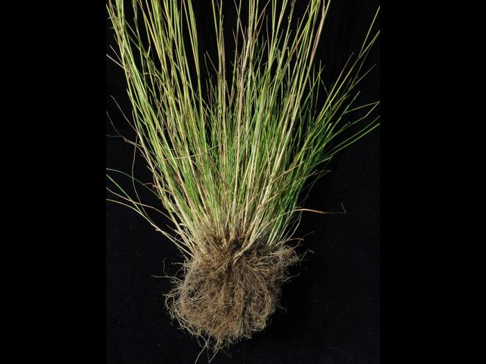 Agrostide scabre(Agrostis scabra)_11