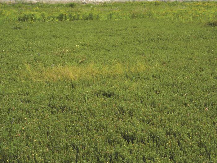 Carex longs stolons(Carex chordorrhiza)_7