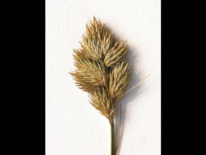 Carex Crawford(Carex crawfordii)_5