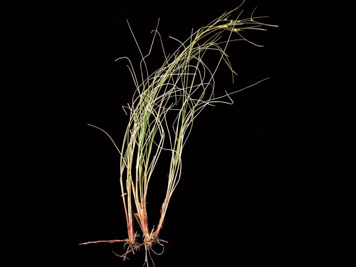 Carex oligosperme(Carex oligosperma)_5